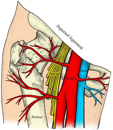Illustration Of The Femoral Nerve Block Region Showing The Femoral