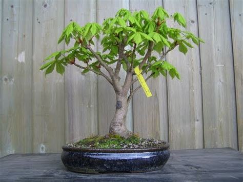 Aesculus hippocastanum, the horse chestnut, is a species of flowering plant in the soapberry and lychee family sapindaceae. Horse Chestnut Bonsai Tree (Aesculus hippocastanum) #27 ...