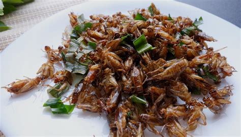 Eco Friendly And Protein Rich Why Crickets Are The Next Food Craze Hot Sex Picture