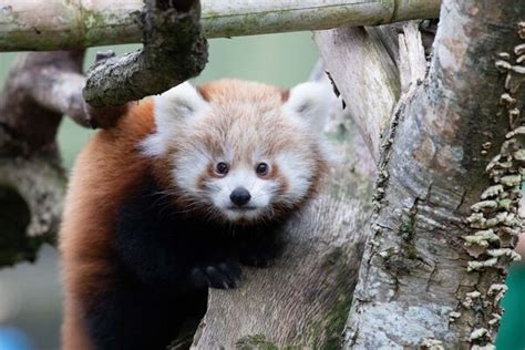 Fota Welcomes Twin Red Panda Cubs And Calls On Public To Pick Their Names