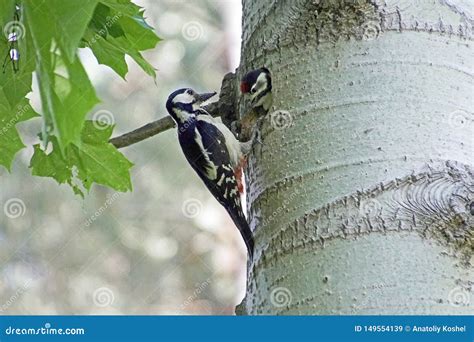 A Woodpecker At His Nest In The Aspen Hollow Feeds The Chick Stock Image Image Of Chick
