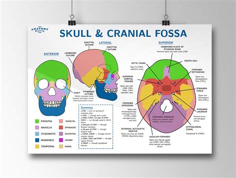 Skull And Cranial Fossa Anatomy Poster Etsy Australia