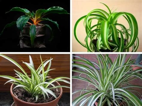 8 Different Types Of Spider Plants With Pictures Plants Spider