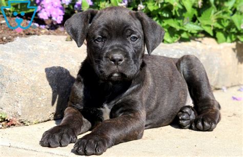 Enter 37.8 and 42 kg. Love | Cane Corso Puppy For Sale | Keystone Puppies