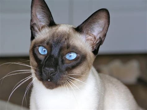 And ragdollkittens is a great resource here in canada for your ragdoll cat life. Seal Point Siamese Kittens For Sale Near Me