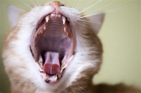 Coughing Cat 11 Common Causes And How To Help Great Pet Care