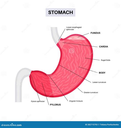 Stomach Sections Diagram Cartoon Vector 282715793