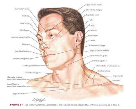 Image Result For Male Neck Anatomy