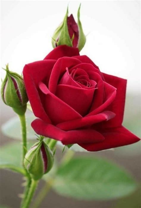 Bunga Ros Merah Virginia Wright