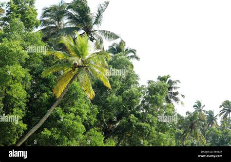 Coconut Tree Landscape View Stock Photo Alamy