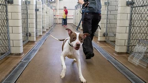 Before Minnesota Animal Shelter Temporarily Halts Adoptions Hundreds