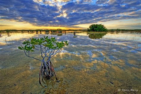 Red Mangroves At Sunrise Everglades National Park Florida Kevin