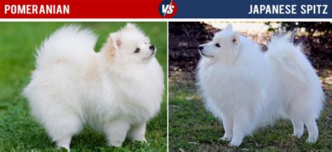 11 Dog Breeds That Look Like Pomeranians Pethelpful