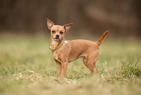 Chihuahua Dog Breed Information Buying Advice Photos And