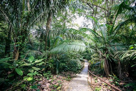 Soberania Nationalpark In Panama Authentischer Regenwald So Nah