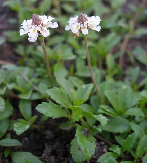 Phyla Canescens Flowers Pc050008 Lippia Hunterweeds Flickr