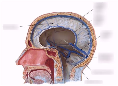 Sinuses Sagittal View Dural Sinuses Diagram Quizlet