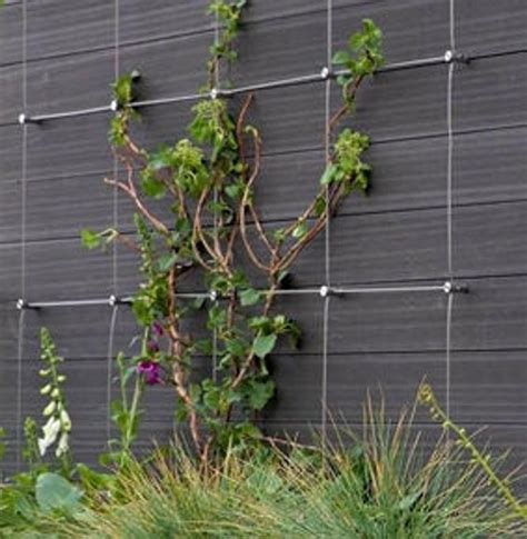 Diy Green Wall Cable Trellis Kit Cable Loft Hub System Stainless