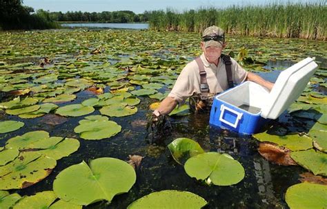 Wisconsin Dnr Fights Invasive Milfoil In Lake With Tiny Bug Twin Cities