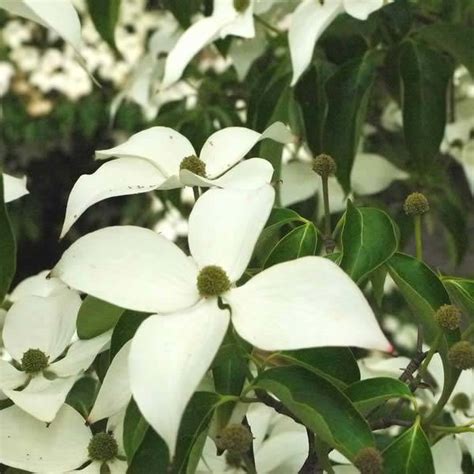 The white fountain flowering dogwood tree (cornus kousa 'white fountain') produces a spectacular show of pure white flowers which weigh the branches down, a hence justify its descriptive name. Flowering Dogwood UK. Cornus Kousa & Cornus Florida for Sale