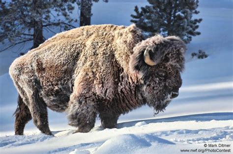 These Animals Dont Care That Its Freezing Outside Buffalo Animal