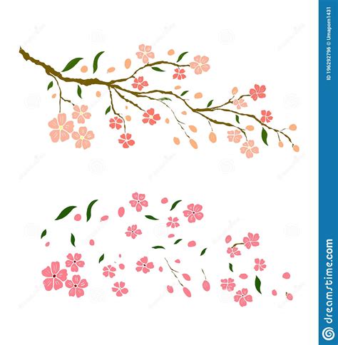 Branch Of Cherry Blossom On Whitesakura Flower Vector For Painting On