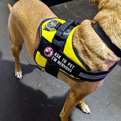 Nervous Dog Please Do Not Pet Patch Sew On Vest Harness Etsy