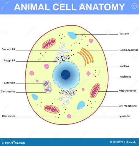 Structure Of An Animal Cell Stock Vector Illustration Of Organelle