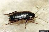 Photos of Oriental Cockroach