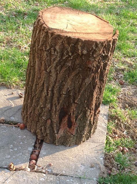 Free Photo Tree Stump Cut Plant Stump Free Download Jooinn