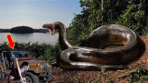 7 Real Titanoboa Snake Sightings Ever Found Snake