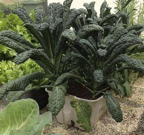 Growing Kale In Pots How To Plant Kale In Containers