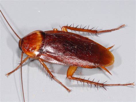 Roach Control Has A Big Economic Impact Mississippi State University