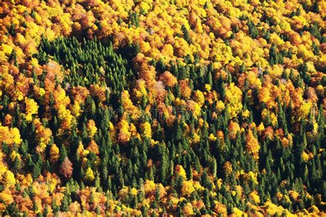 Autumn Landscape Stock Photo Image Of Landscape Wood 7359506