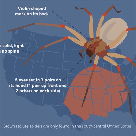 What Do Brown Recluse Spider Bites Look Like At First