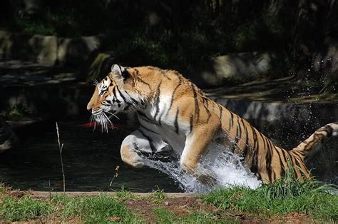 Free Download Leaping Tiger Bengal Leaping Tiger Majestic Cats