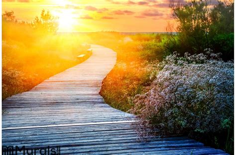 Wooden Path At Sunset Wall Mural