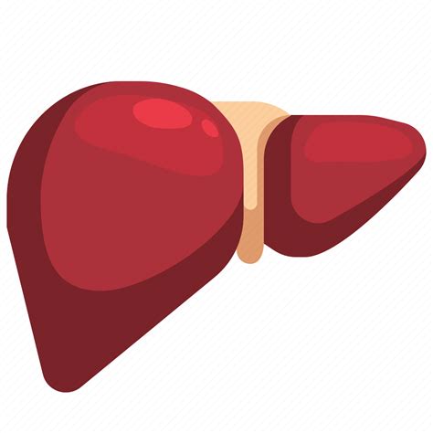 Anatomy Body Liver Organ Organ0a Parts Icon Download On Iconfinder