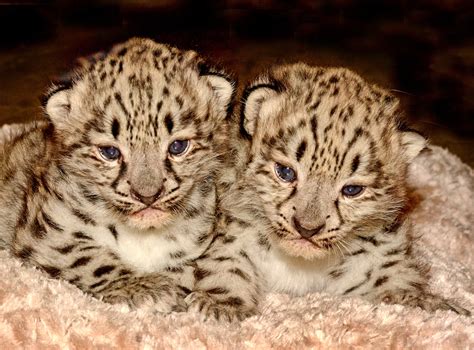Cute Little Snow Leopard Babies At Los Angeles Zoo
