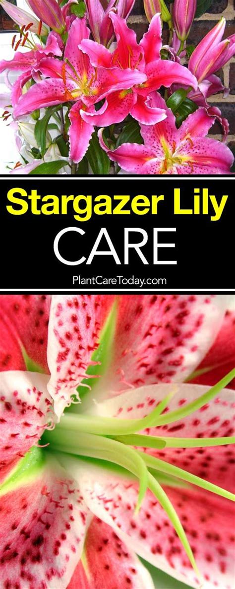 Lily Plant Care Lily Care Flower Care Lily Flower Flower Pots Lily