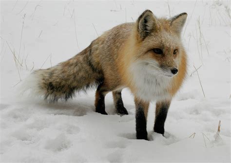 An Adorable Fox I Saw When I Was In Canada Pics4learning
