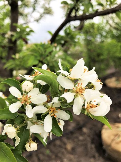 If you're looking for a tree or shrub that produces white flowers, check out one of these 11 lovely species. Tree of the Week: Red Jewel White Flowering Crabapple ...