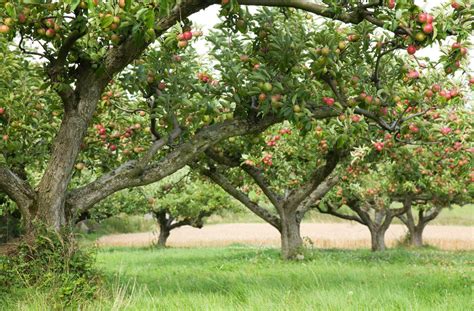 Pommier Fruit Trees Quince Fruit Tree Tree