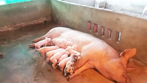 Great Mother Pig Giving Birth Baby The Birthing Process Of A Piglet