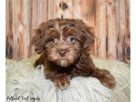 We are a top producing and award winning havanese breeding program with emphasis. Poodle/Havanese-DOG-Male-Chocolate-2576002-Petland Fort ...