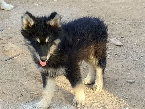 Wolf Hybrid Pups For Adoption 300 Murrieta Ca Patch