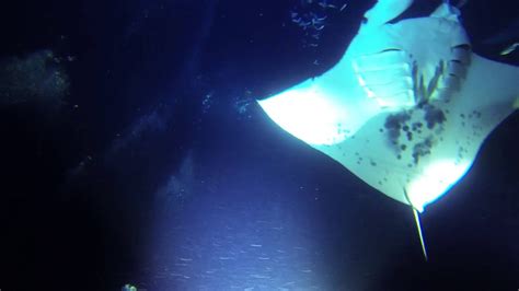 Hawaii Manta Ray Night Dive Youtube
