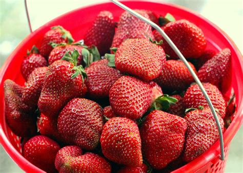 How To Store Fresh Strawberries Hgtv