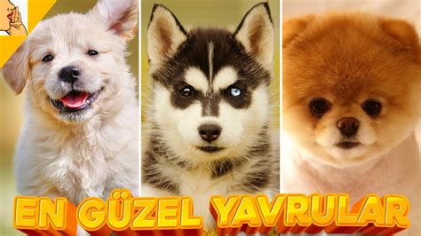 Dünyanın En Sevilen 10 Köpek Cinsinin Yavru Hali Köpek Almankurdu