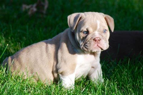 This puppy has huge ropes and heavy wrinkles. AKC Dark Chocolate Tri and Lilac English Bulldog Puppies ...